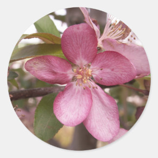 Stickers Fruit Blossom