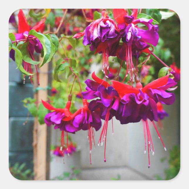 Stickers Fuchsia #1 rouge et violet (Devant)
