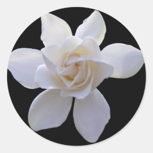 Stickers - Gardenia on Black