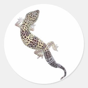 Stickers Gecko 01