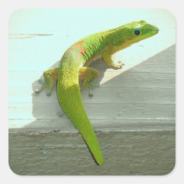 stickers gecko hawaïen (Devant)