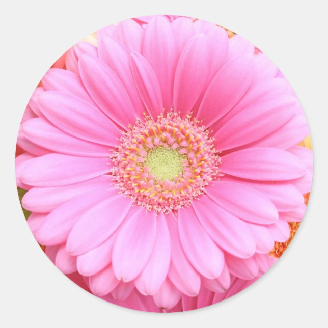 Stickers Gerber Daisy Rose (Devant)