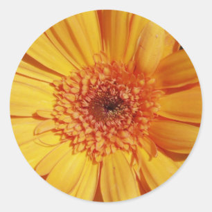 Stickers Gerbera Daisy