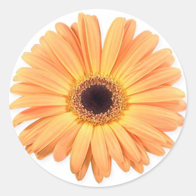Stickers Gerbera Orange (Devant)