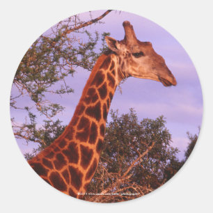 Stickers Giraffe