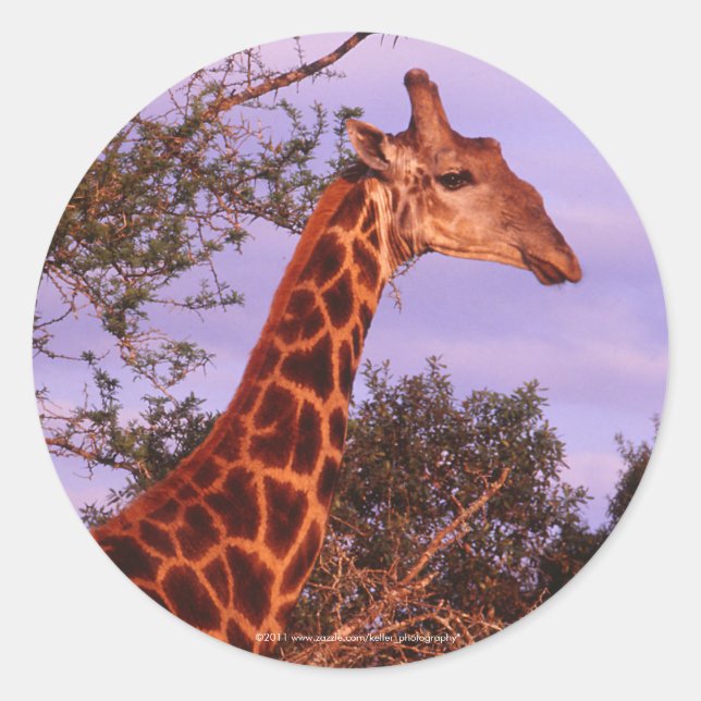 Stickers Giraffe (Devant)