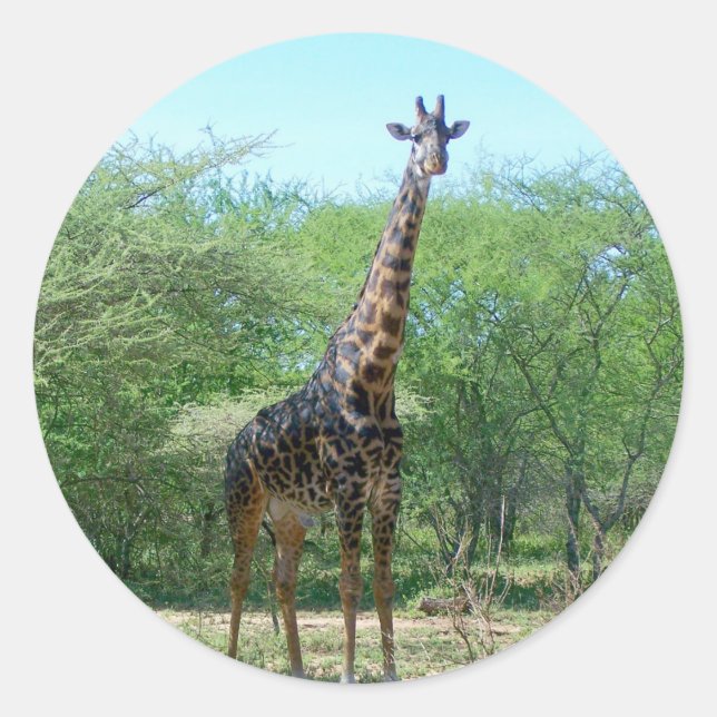 Stickers Giraffe (Devant)