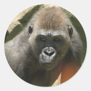 Stickers Gorilla