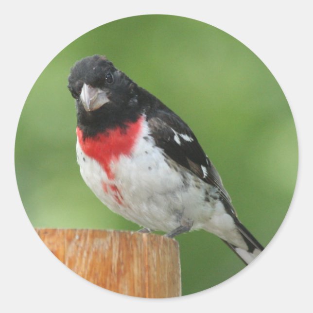 Stickers Grosbeak à poitrine rose (Devant)