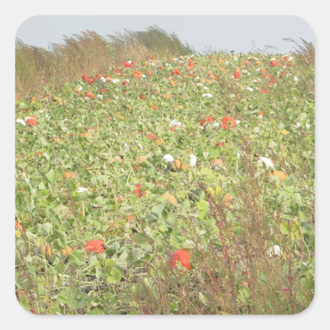 Stickers Halloween Patch citrouille (Devant)