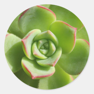 Stickers "Hen and Chicks" Vert Succulent