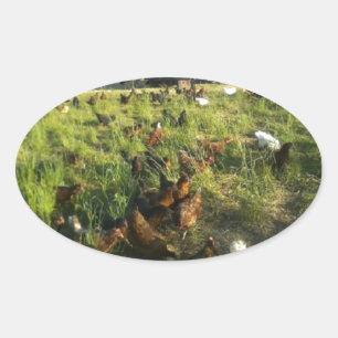 Stickers Hen Libre Gamme