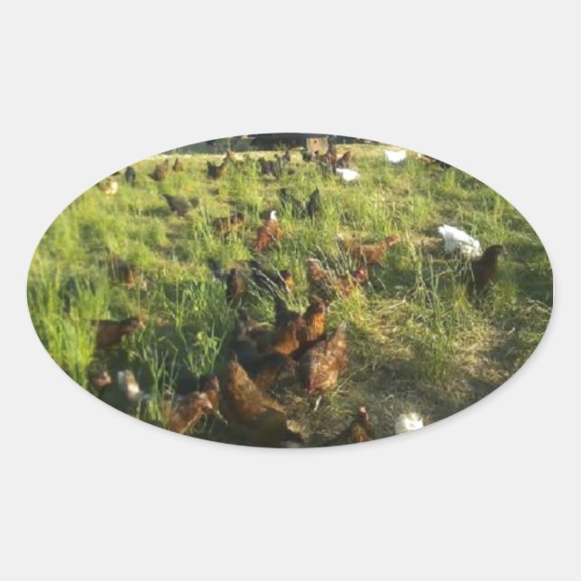 Stickers Hen Libre Gamme (Devant)