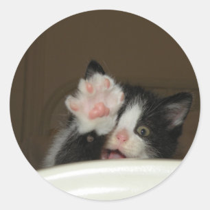 stickers "Hi" Kitten