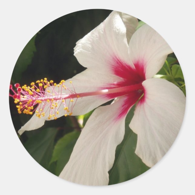 Stickers Hibiscus (Devant)