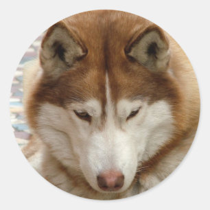 Stickers Husky Brown