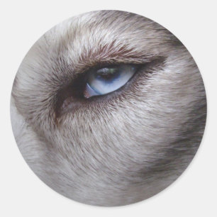 Stickers Husky Siberian Husky Stickers Malamute