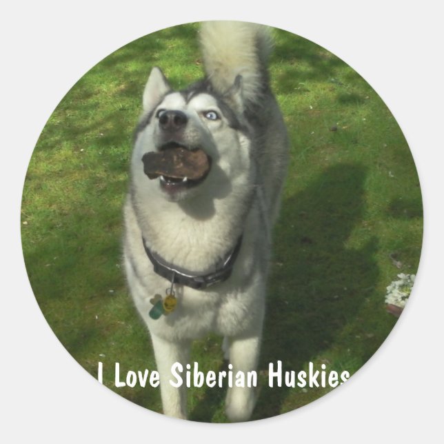 Stickers Husky Sibérien (Devant)