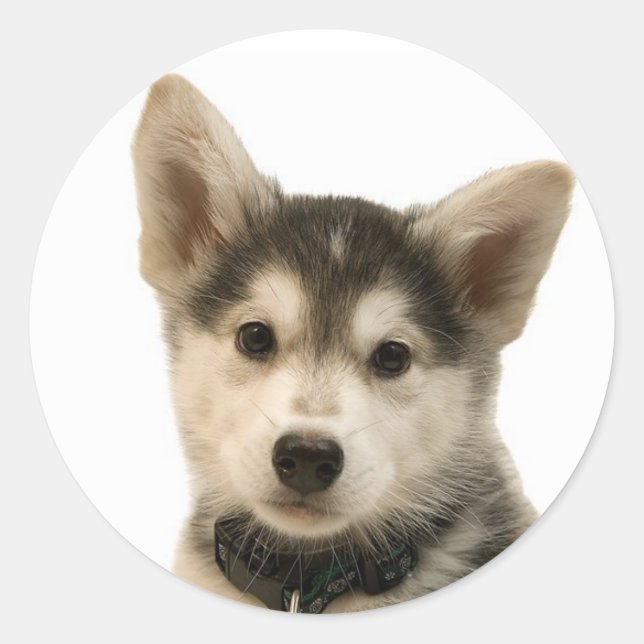 Stickers Husky Sibérien (Devant)