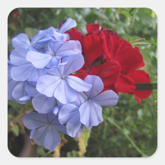 Stickers Invitation Fleurs bleues et rouges (Devant)
