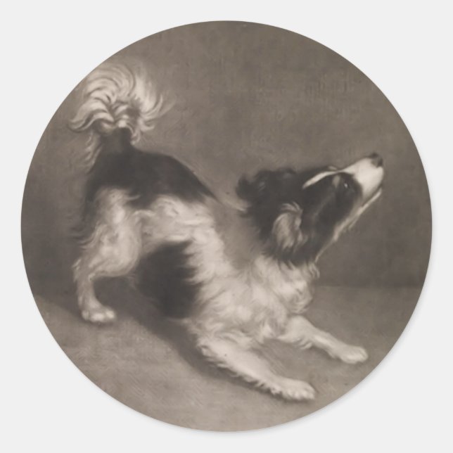 Stickers Jack Russel (Devant)