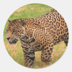 Stickers Jaguar