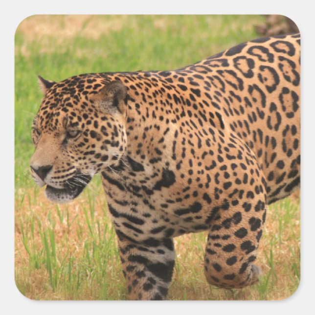 Stickers Jaguar (Devant)