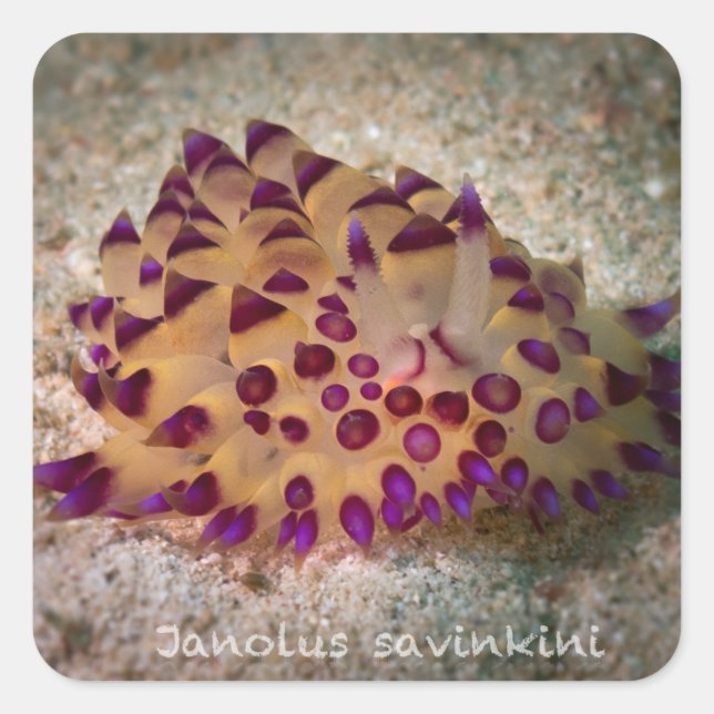 Stickers Janolus savinkini (Devant)