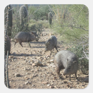 Stickers Javelina