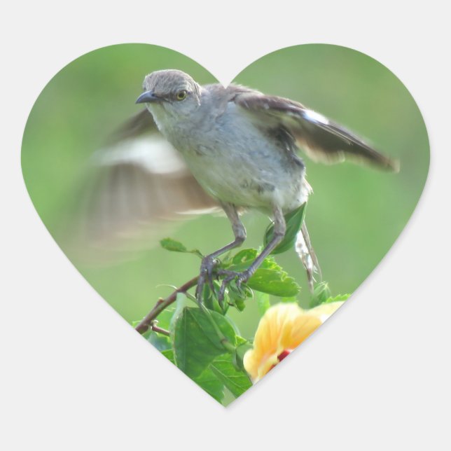 Stickers Jeune oiseau Mockingbird (Devant)