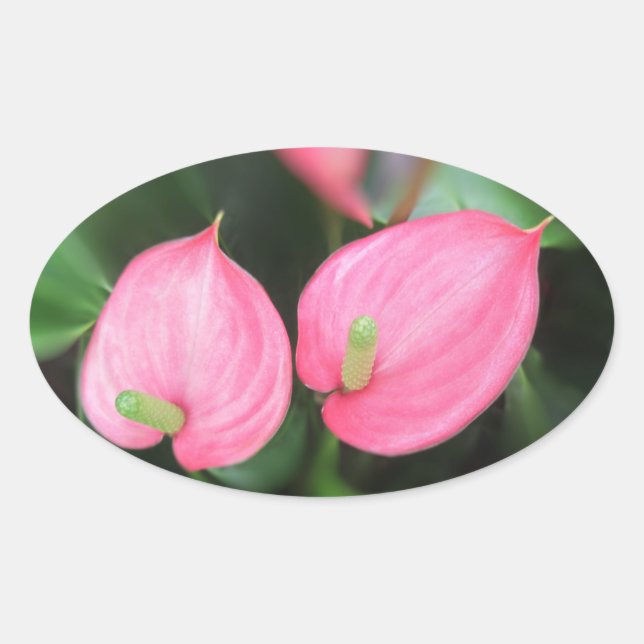 Stickers - Jumeaux Anthurium Rose (Devant)