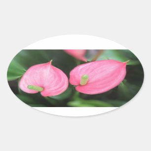 Stickers - Jumeaux Anthurium Rose