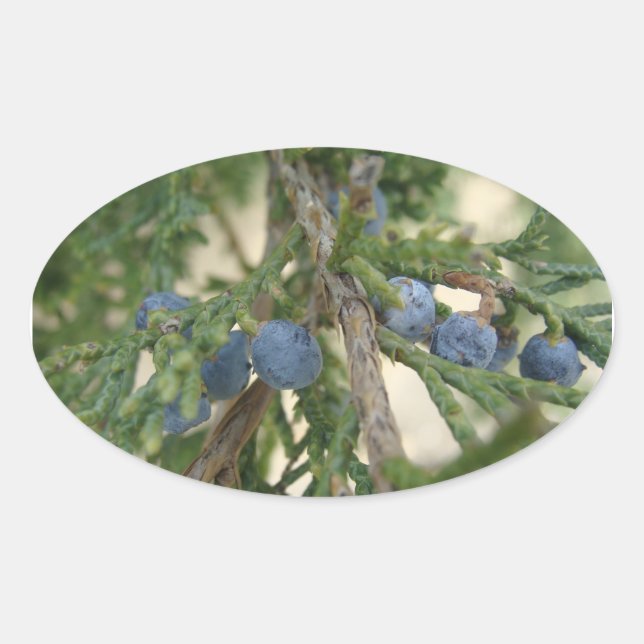 Stickers Juniper Berry (Devant)
