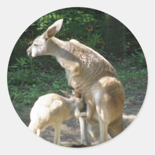 Stickers Kangaroo Joey