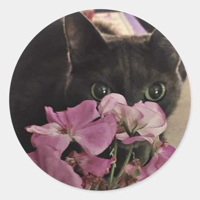 Stickers Kitty Peek-a-Boo (Devant)