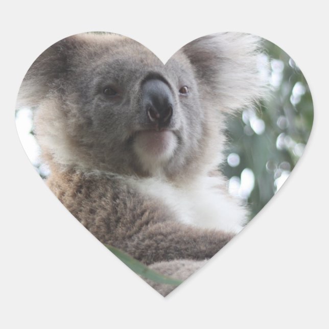 Stickers Koala Bear Facts (Devant)