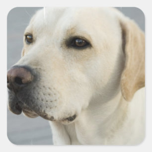 Stickers Laboratoire Jaune