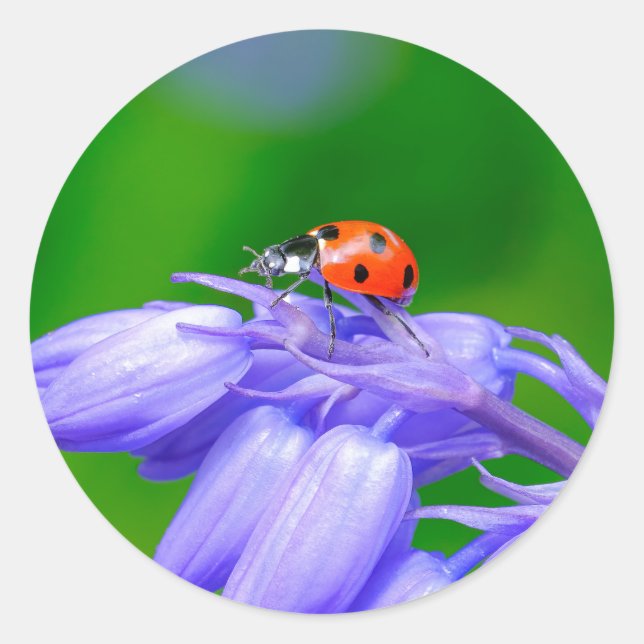Stickers Ladybug sur Bluebells (Devant)