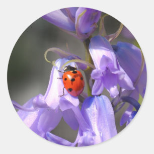 Stickers Ladybug sur Bluebells
