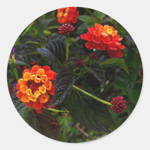 Stickers Lantana rouge orange no 1