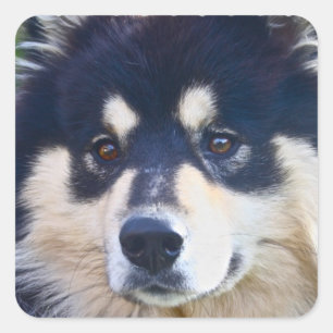 Stickers Lapphund Finlandais doux