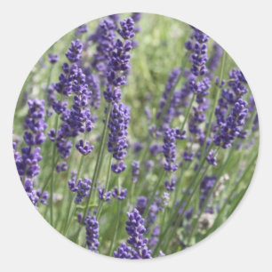 Stickers Lavender Flowers