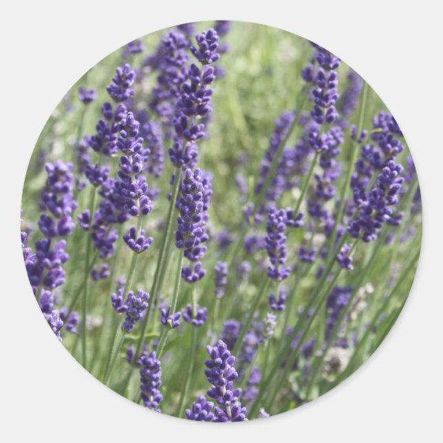 Stickers Lavender Flowers (Devant)