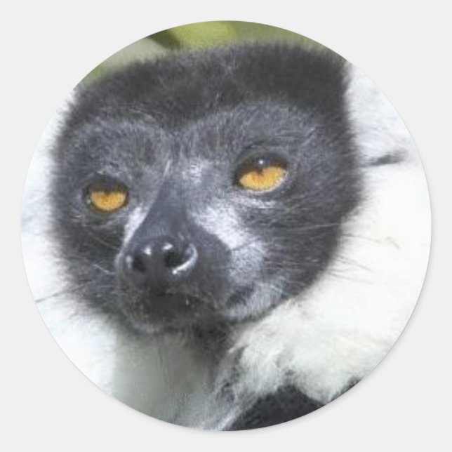 Stickers Lemur (Devant)