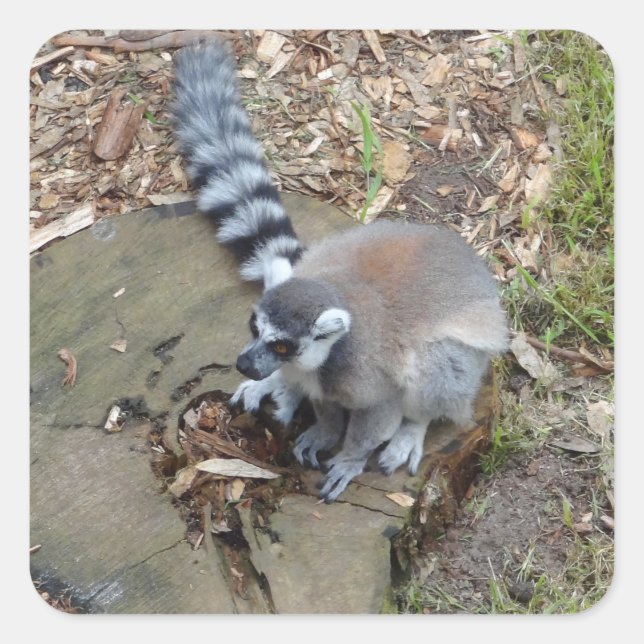 Stickers Lemur #2 à queue d'anneau (Devant)