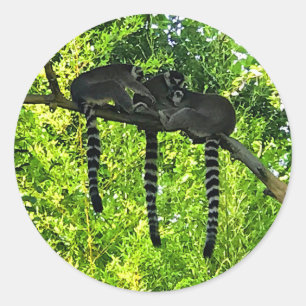 Stickers Lemur #3 à queue d'anneau