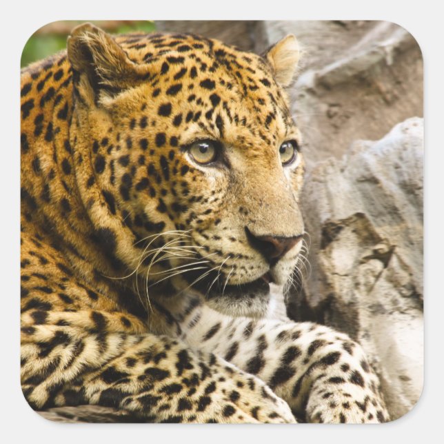 Stickers Leopard (Devant)