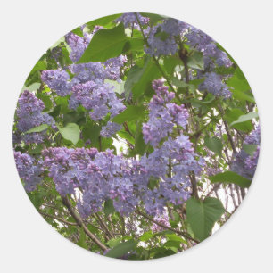 Stickers Lilacs