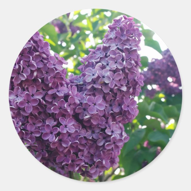 Stickers Lilacs violets (Devant)