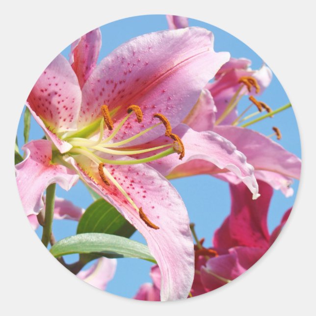 stickers Lily rose Fleurs Formes personnalisées Ly (Devant)
